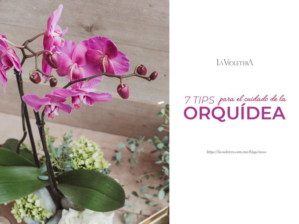 7 Tips para el Cuidado de la Orquídea