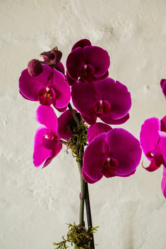 Fernanda, orquídea en planta