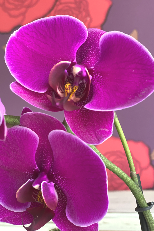Lía, arreglo floral de orquídeas